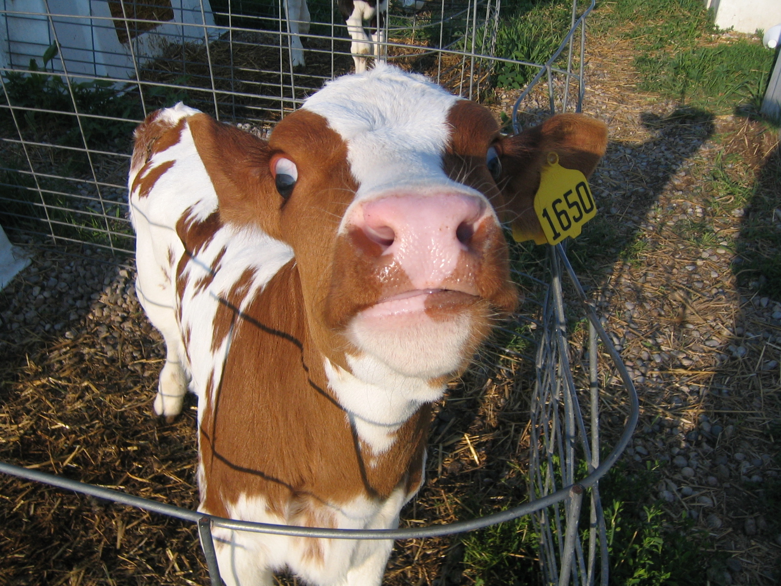 Agriculture & Geomembranes